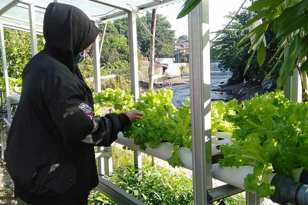 pengecekan harian selada hidroponik